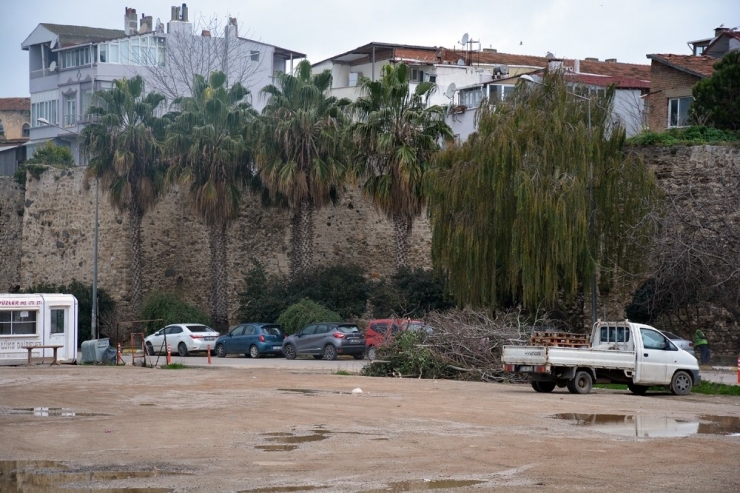 Sinop’ta Ağaç Bakım Çalışmaları Sürüyor