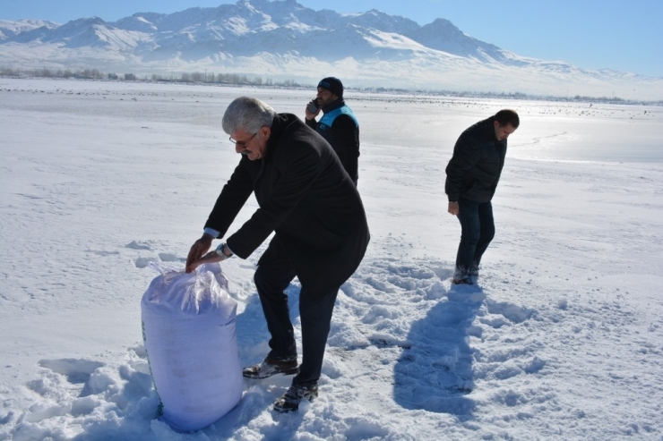 Tuşba Belediyesi, Yaban Hayvanları İçin Doğaya Yem Bıraktı