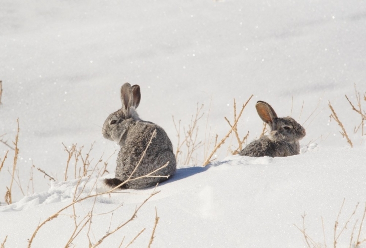 Akdamar Adası’nın Daimi Misafirleri Tavşanlar