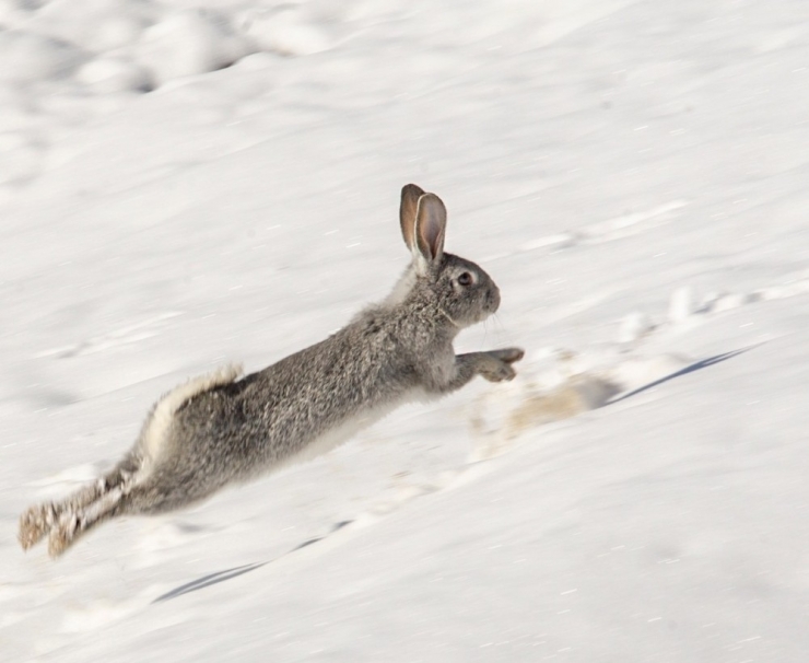 Akdamar Adası’nın Daimi Misafirleri Tavşanlar