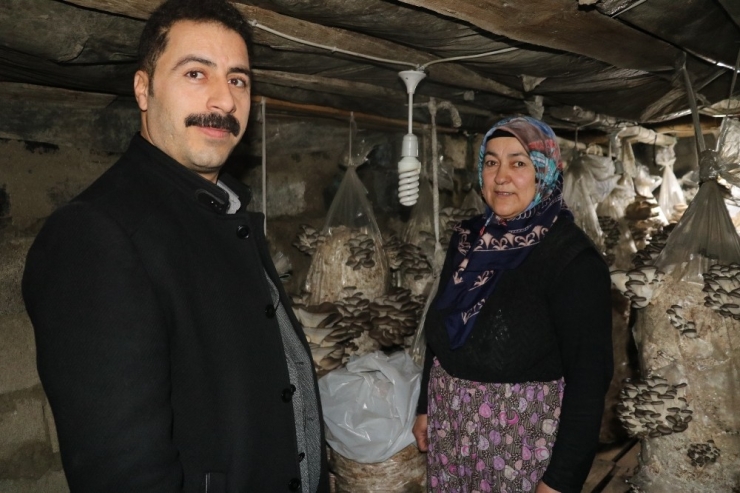 Vanlı Kadınlar Evlerinde Mantar Üreterek Aile Bütçelerine Katkı Sağlıyor