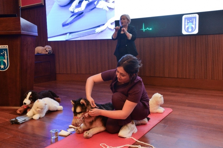 Büyükşehir Belediyesi, Hayvanlara Yönelik Çalışmalarını Sürdürüyor