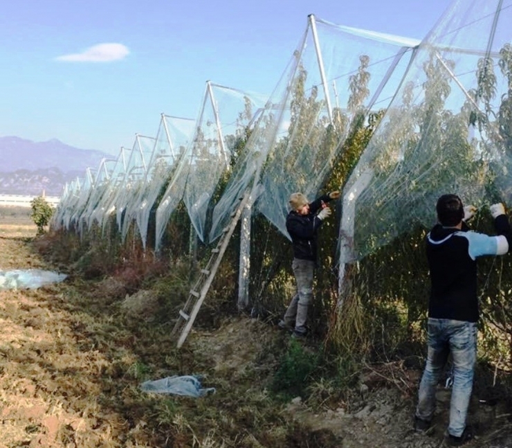 Meyve Bahçesini File İle Kapattı