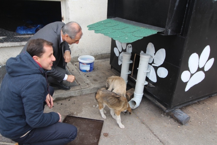 Kalorifer Kazanı Köpeklere Sıcacık Yuva Oldu