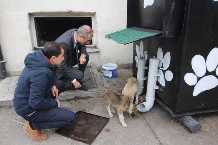 Kalorifer Kazanı Köpeklere Sıcacık Yuva Oldu