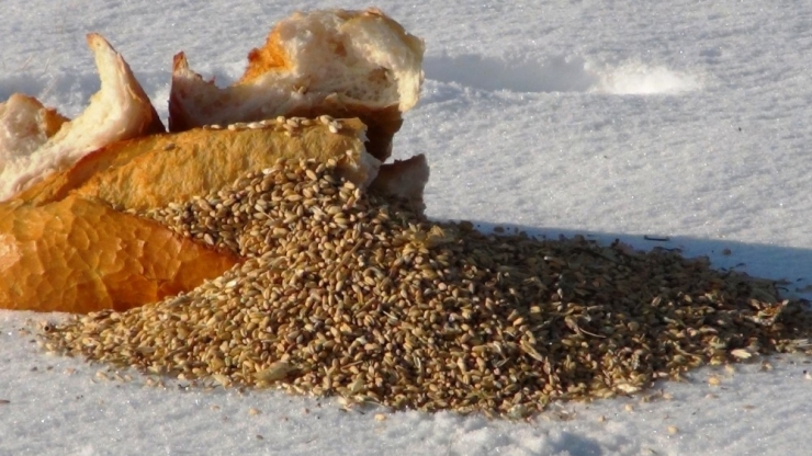 Erciş Belediyesi, Yaban Hayvanları İçin Doğaya Yem Bıraktı