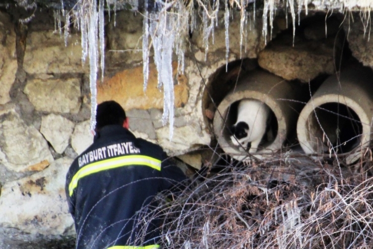 Çoruh Nehri Kenarında Mahsur Kalan Kediye İtfaiye Kurtardı