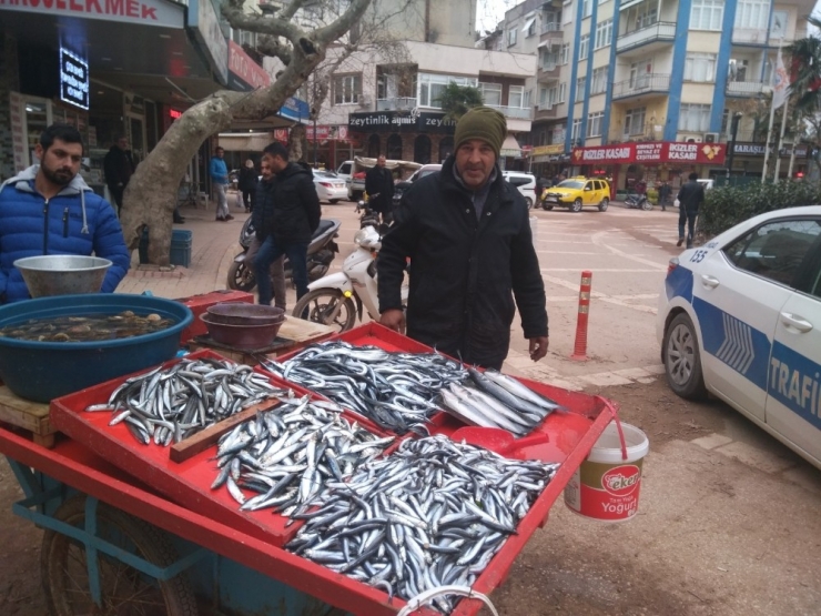 Hamsi Bollaştı, Tezgahlarda Fiyatlar Düştü