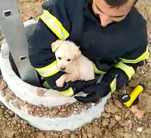 Kuyuya Düşen Köpeği İtfaiye Kurtardı, O Anlar Kameraya Yansıdı