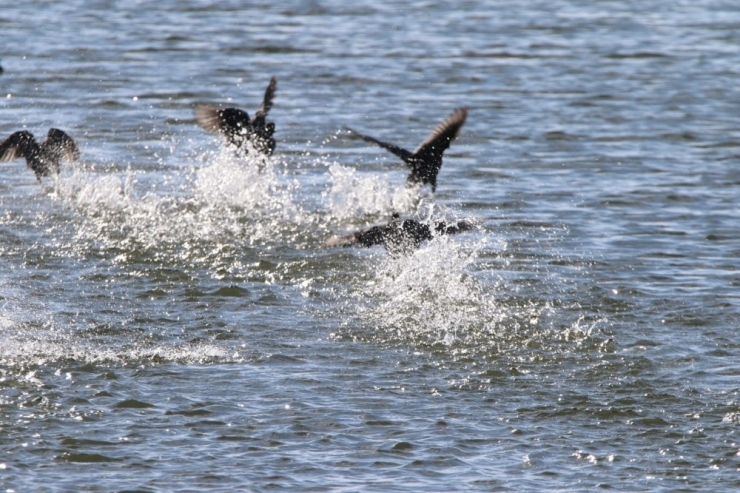 Muş Ve Bitlis’te Kosks Çalışmaları Sona Erdi