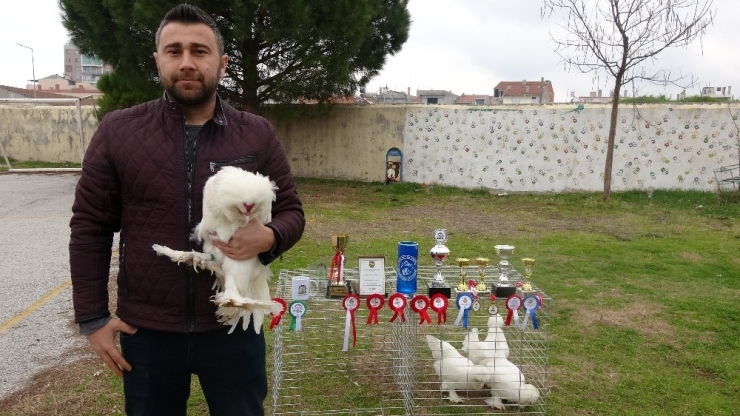 Türkiye Şampiyonu Osmanlı Horozu ‘Pusat’a Paha Biçilemiyor