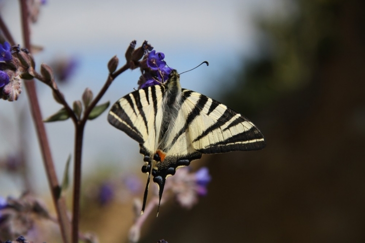 Hayvanlara Kötü Muameleye 49 Bin Tl Ceza