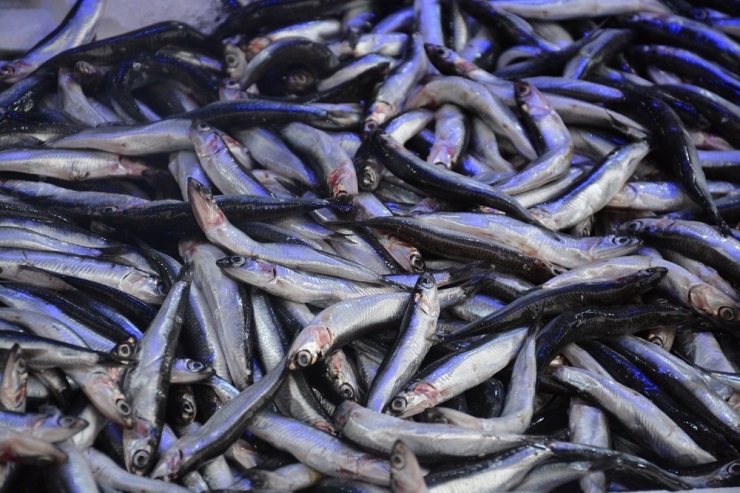 Yerli Hamsi Uzun Bir Aradan Sonra Tezgahlarda