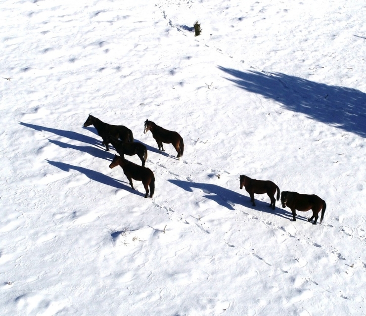 25 Yıldır Yılkı Atlarına Bakıcılık Yapıyor