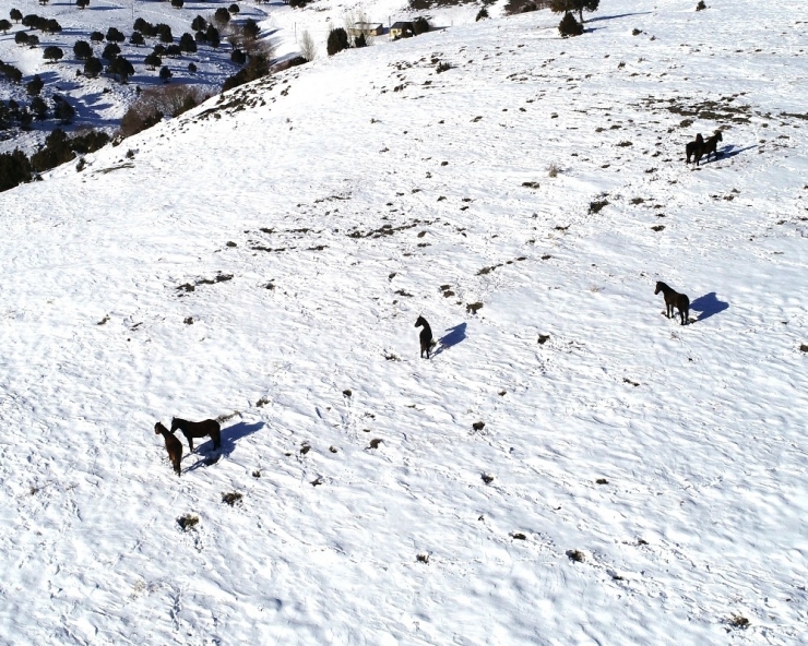25 Yıldır Yılkı Atlarına Bakıcılık Yapıyor