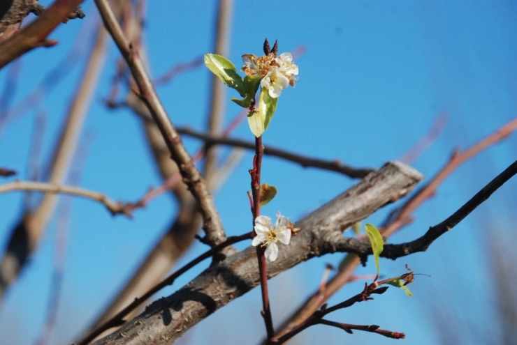 Tokat’ta Yalancı Baharda Ağaçlar Çiçek Açtı