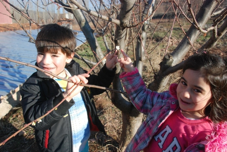 Tokat’ta Yalancı Baharda Ağaçlar Çiçek Açtı