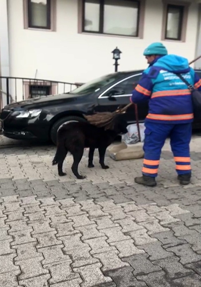 Temizlik İşçisinin Sokak Köpeklerine Süpürgeyle Masaj Yaptığı Isıtan Görüntüler Kamerada
