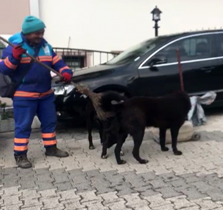 Temizlik İşçisinin Sokak Köpeklerine Süpürgeyle Masaj Yaptığı Isıtan Görüntüler Kamerada