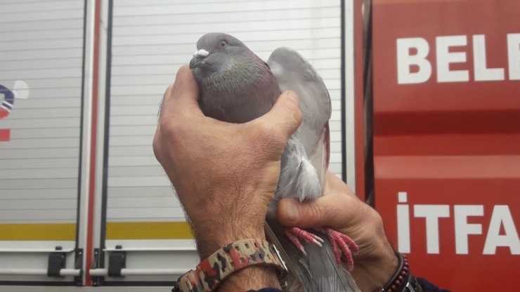 Ayağı İpe Takılan Güvercini İtfaiyeciler Kurtardı