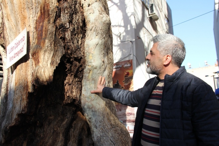 400 Yıllık Anıt Ağaç Güvenlik Gerekçesiyle Kesilecek