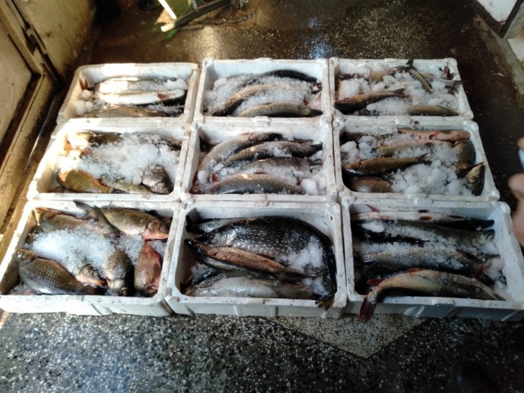 Altındağ’da Balık Depolarında Denetim