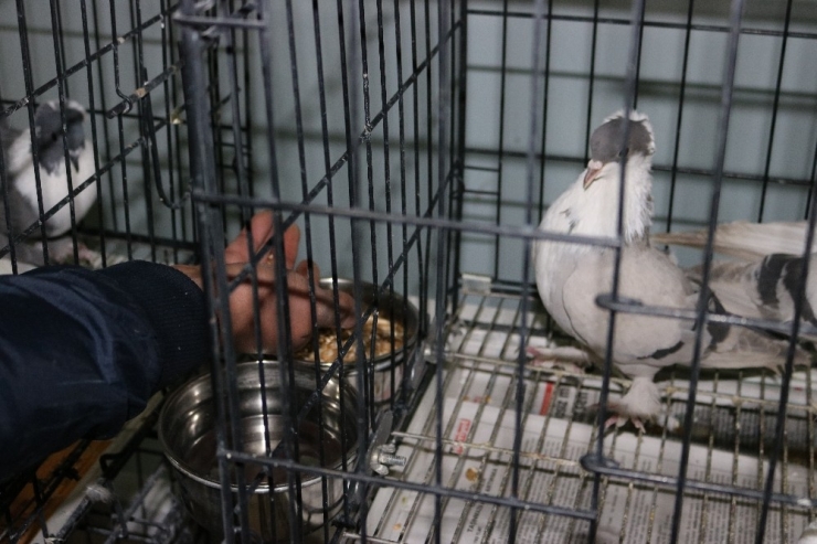 Diyarbakır’da Üç Bina Güvercinler İçin Otele Çevrildi