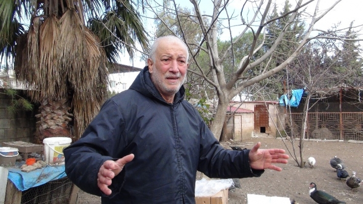 Hayvanlara Bağlama Konseri