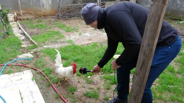 Postacıya Saldıran Horozun Sahibi Konuştu