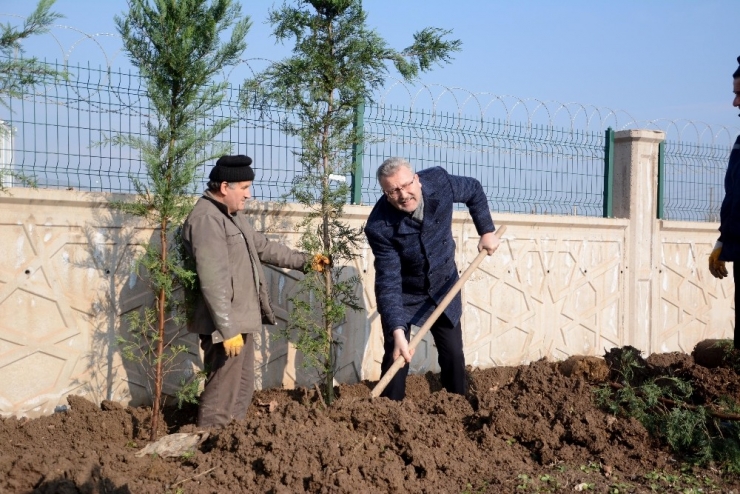 Karacabey Lavanta Kokacak