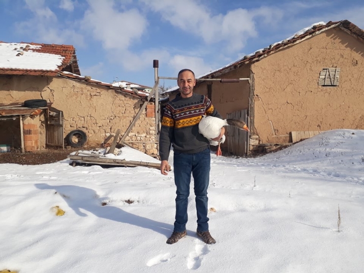 Kaz Üreticiliği Hızla Artıyor