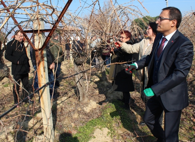 Alaşehir’de Bağ Budama Kurslarına Yoğun İlgi