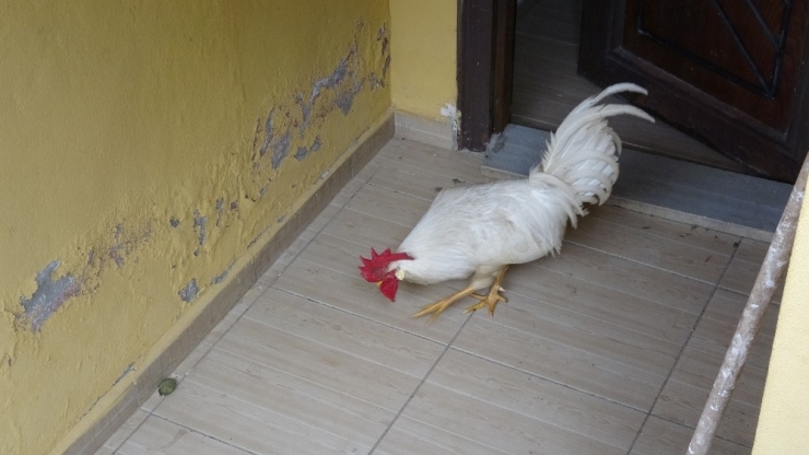 Postacıya Saldıran Horozun Sahibi Konuştu