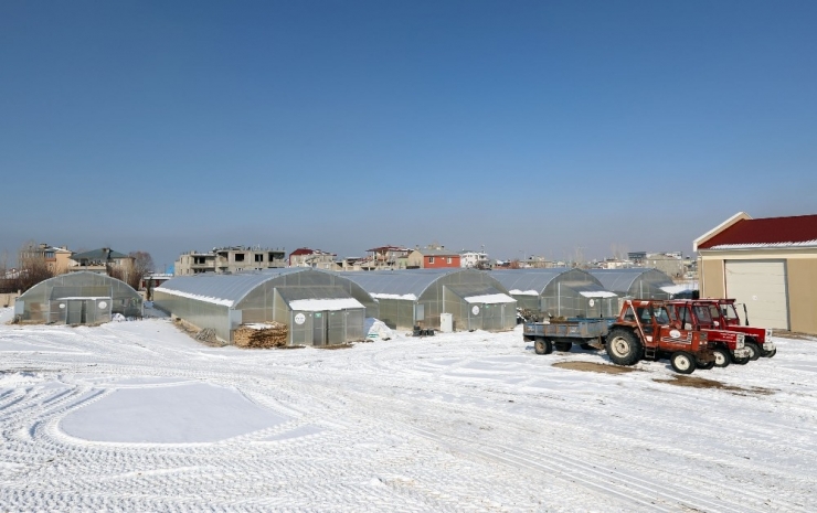 Van’da Dondurucu Havada Çiçek Üretimi