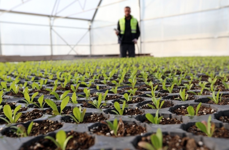 Van’da Dondurucu Havada Çiçek Üretimi