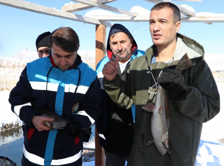 Buz Gibi Havada Alabalık Sağımı