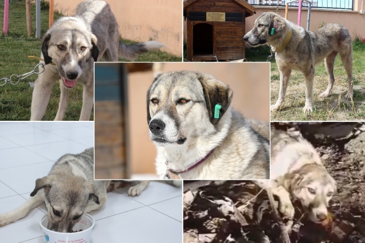 Çöplükte Tellere Bağlı Ölüme Terk Edilen Dost Artık Mutlu