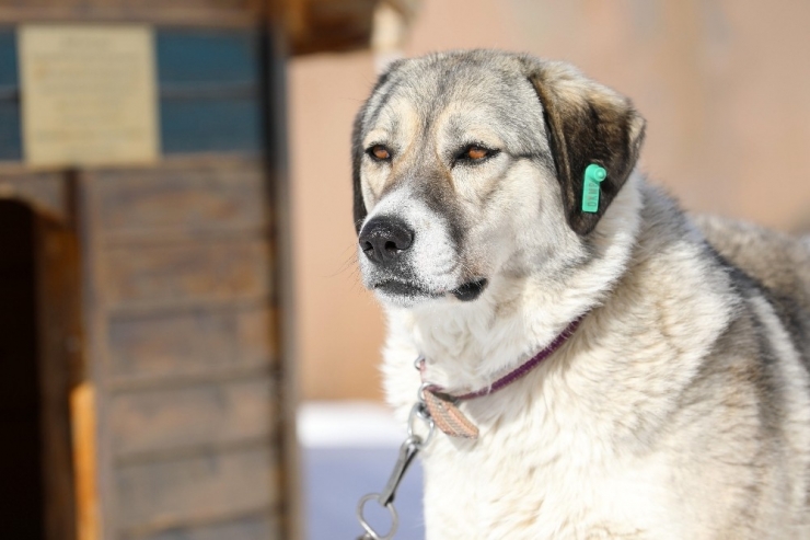 Çöplükte Tellere Bağlı Ölüme Terk Edilen Dost Artık Mutlu