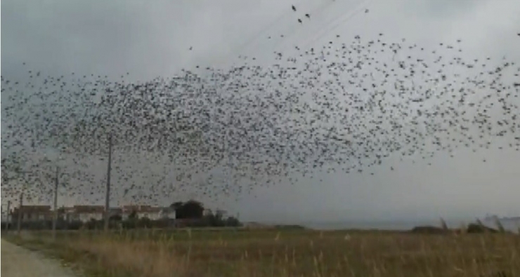 Binlerce Sığırcık Kuşu Meyve Bahçelerine Dadandı