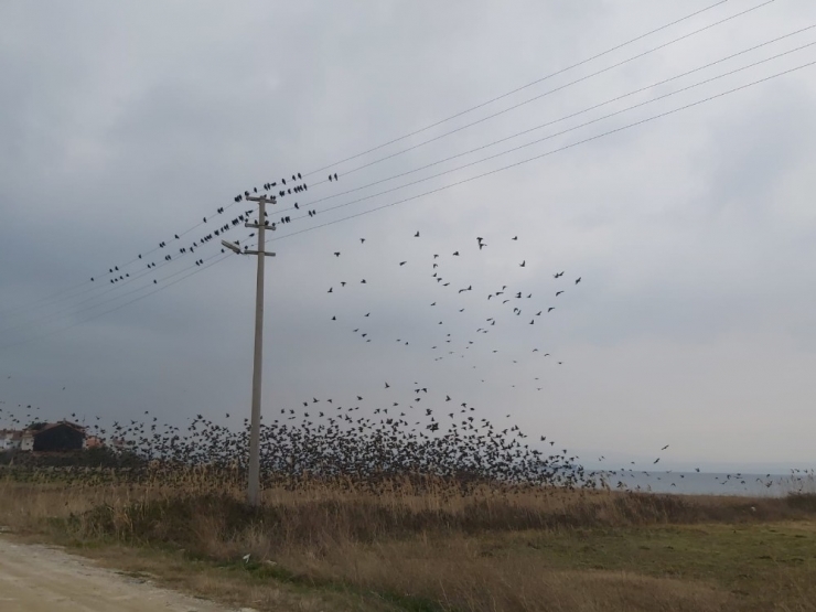 Binlerce Sığırcık Kuşu Meyve Bahçelerine Dadandı