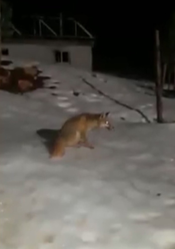 Aç Kalan Tilki Mermer Ocağına Geldi