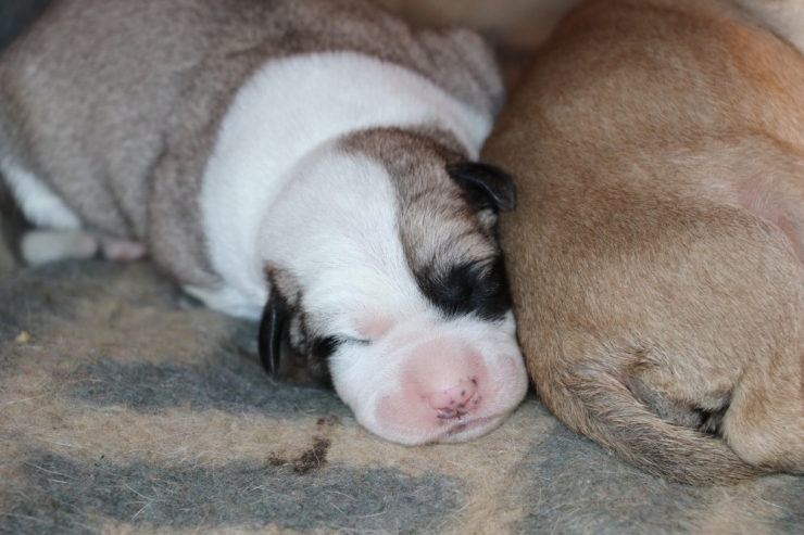 Harçlıklarıyla Her Gün Yavru Köpekleri Besliyor