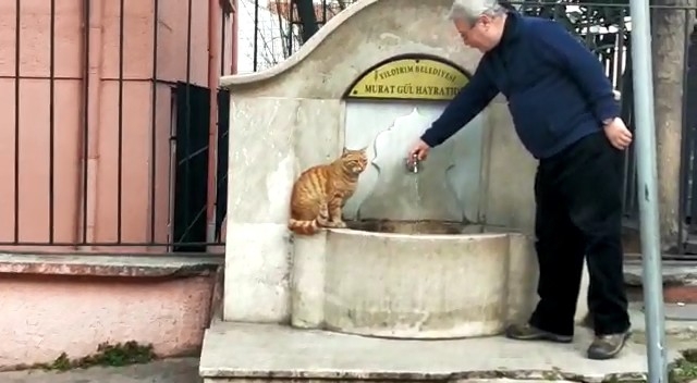 Bu Kedi Çeşmeden Başka Hiç Bir Yerden Su İçmiyor