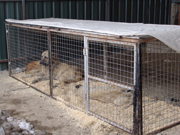 Hasta Ve Yaralı Olan Sokak Hayvanları Tedavi Altına Alındı