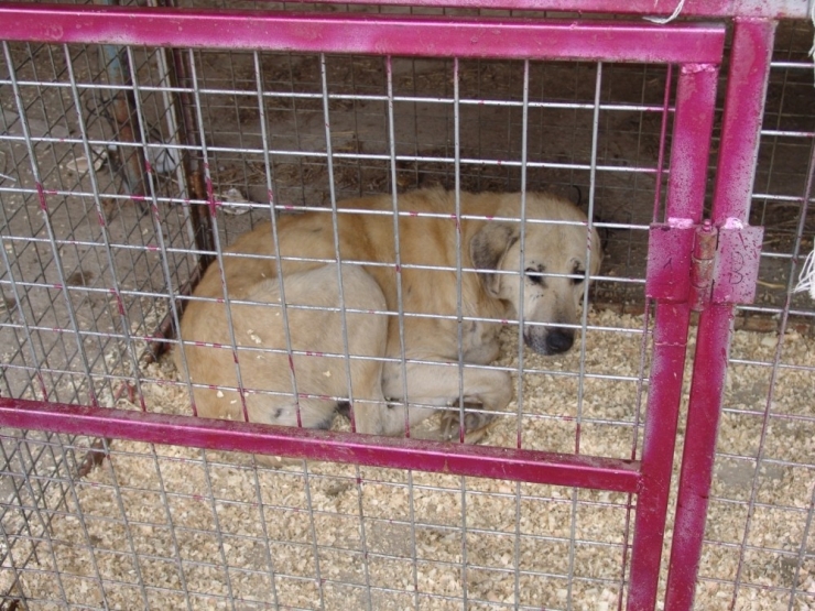 Hasta Ve Yaralı Olan Sokak Hayvanları Tedavi Altına Alındı