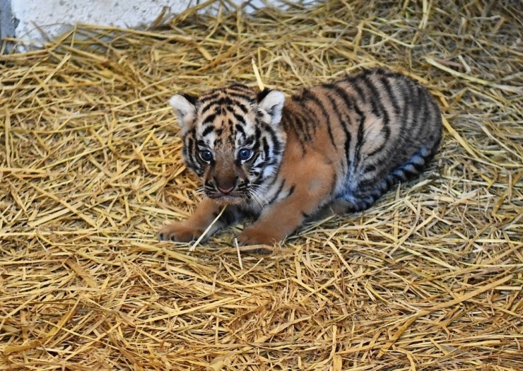 İzmir Doğal Yaşam Parkında İlk Defa Kaplan Doğdu