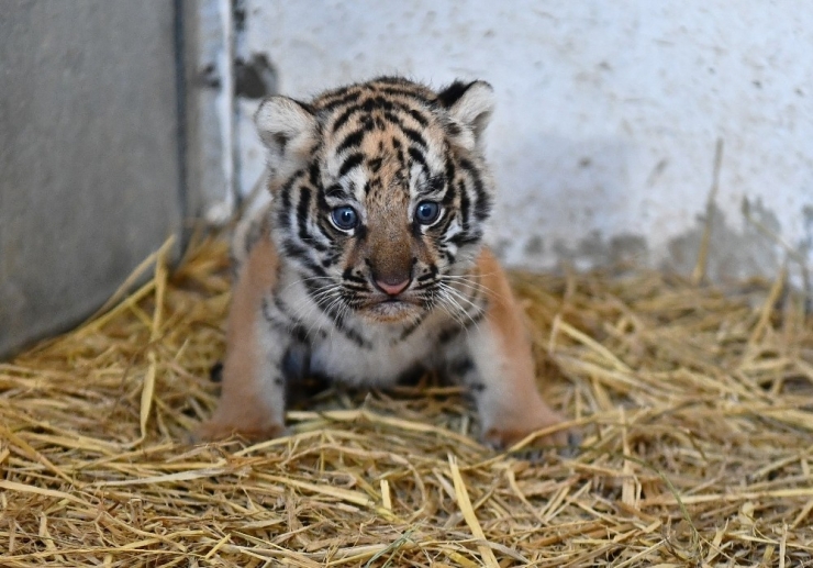 İzmir Doğal Yaşam Parkında İlk Defa Kaplan Doğdu