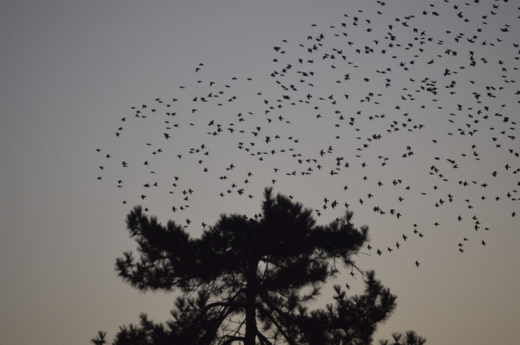 Karga Ve Sığırcıkların Dansı İlgi Odağı Oldu