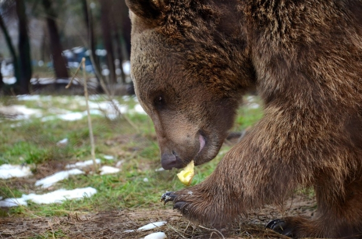 Ayıları Kış Uykusu Tutmadı