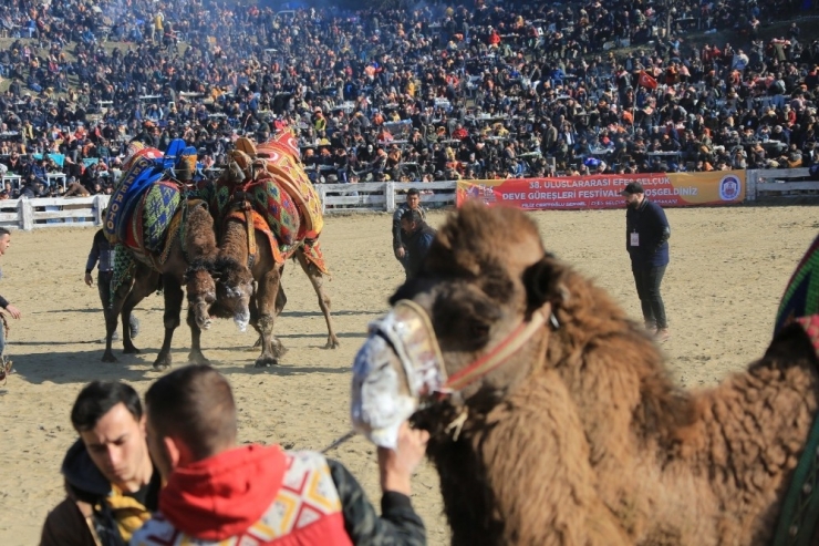 38. Uluslararası Devecilik Festivali’ne Binlerce Kişi Akın Etti